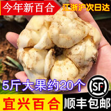 辰实宜兴新鲜百合【26年新货发顺丰】 食用大百合 特产微苦软糯 5斤大果百合（约20个）推荐