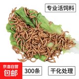 面包虫黄粉虫宠物鸟类鱼类活饲料零食面包虫批发活的面包虫 300条