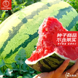 大禹懒汉西瓜种子苗特大适合南方早熟懒人8424麒麟瓜美都无籽水果蔬菜 懒汉王西瓜种子50粒