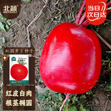 北蔬 萝卜种子苗夏秋大红丰满身红皮白肉蔬菜种籽 红圆萝卜种子10g