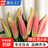AB级优质香水百合鲜花水培插花家庭生活水养鲜切玫瑰云南产地直发 高品质【AB级随机色大花苞】百合花6朵+保鲜剂
