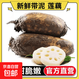 洪湖新鲜现挖莲藕带泥水果脆藕头生鲜蔬菜凉拌清炒产地直发包邮 新鲜莲藕3斤 净重（带泥保鲜）