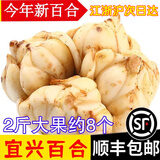 辰实宜兴新鲜百合【26年新货发顺丰】 食用大百合 特产微苦软糯 2斤大果百合（约8个）推荐