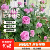 瑞典女王月季夏季耐晒灌木月季带花苞四季开花玫瑰大苗阳台庭院 蓝色风暴原盆暴原土发货大苗40cm左右