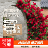 蔷薇花苗爬藤植物藤本月季四季开花卉特大浓香型玫瑰盆栽庭院阳台 小女孩【四季中花多头】 母本1.8米-2米高【当年成景】