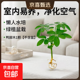 懒人水培绿植九里香绿萝文竹室内易养净化空气花卉盆栽植物花卉 鸭脚木1颗【不含盆】土培水培皆可10-15cm