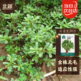 北蔬 马齿苋种子种苗食用野菜野生长寿菜盆栽蔬菜种籽 马齿苋种子5g