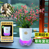 劉閣蘭花5色可选 水培梦香兰花苗带盆发货香水文心兰奶油味室内花卉盆栽草 【带4支生花剑】红色文心兰  带灯光水培盆