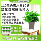 京东绿植绿萝盆栽除甲醛花卉绿植办公室新房净化空气110方黑10盆源头直发