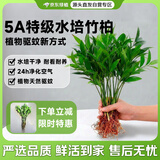 京东绿植驱蚊竹柏水培驱蚊植物盆栽办公室桌面花卉水养办公室绿植源头直发