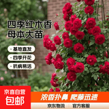 正宗红木香花苗四季开花爬藤植物浓香型特大苗甜蜜黄木香盆栽 四季红木香 中苗1米-1.2米