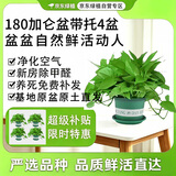 京东绿植绿萝盆栽除甲醛花卉绿植办公室新房净化空气180托盘4盆装源头直