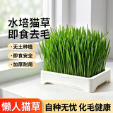 疯狂的主人猫草盆栽无土水培种植套装小麦种子天然猫草猫咪零食化毛去毛球
