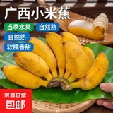 京喜加广西小米蕉当季水果小鸡米蕉新鲜自然熟香蕉产地直销兰和 1斤装