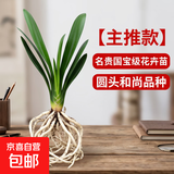 大盆君子兰盆栽名贵国宝级花卉苗绿植物圆头和尚室内客厅四季好养 【主推款】君子兰7-9片叶子+带土 送肥料
