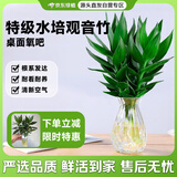 京东绿植观音竹水培植物带根花卉绿植室内盆栽带花瓶好养源头直发
