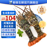 鲟食 生鲜小青龙新鲜冷冻龙虾 国产超大青龙虾大虾类节日送礼海鲜水产 3只装（0.8-1斤/只）