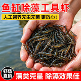 云峰海瑞黑壳虾清洁虾观赏虾活体淡水 鱼缸水族箱水草缸清洁除藻淡水宠物 【清洁大师】黑壳虾20+10备损