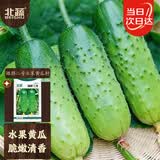 北蔬水果黄瓜种子苗青瓜盆栽夏秋菜籽 卓脆潍胖二号水果黄瓜种子100粒