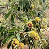尔澜1cm嫁接大红袍板栗树苗露天果树苗耐寒耐旱板栗苗木源头直发