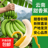 精选云南甜香蕉  青蕉发货 到货需催熟  甜香软糯 八朵 云南甜香蕉含箱2斤（需催熟）
