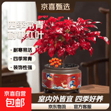 火焰南天竹盆栽冬季耐寒红叶绿植室内外客厅阳台四季好养植物盆景 火焰南天竹+一鹿有你盆+底座+黑沙+吊卡 （含陶瓷盆）