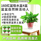 京东绿植绿萝盆栽除甲醛花卉绿植办公室新房净化空气160加高4盆装源头直