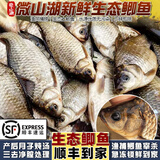 云映渔舟 微山湖生态大鲫鱼(净膛) 三去净膛宰杀生鲜孕产妇下奶炖汤 中号鲫鱼（每斤4-5条） 2斤（杀好损耗15％）