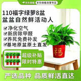 京东绿植绿萝盆栽除甲醛花卉绿植办公室新房净化空气110福字8盆装源头直