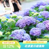 虹越（HONGYUE）大花绣球花盆栽苗 无尽夏花手鞠绣球八仙花庭院阳台花卉 【变色大花绣球】“无尽夏”1加仑