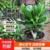 迩英阁大叶玉树老桩盆栽多肉植物燕子掌室内防辐射四季好养绿植净 玉树5年苗两棵【推荐购买】 原土（不含盆）15-25CM不等