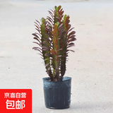 巴西龙骨植物盆栽大办公室面招财盆景室内客厅好养多肉绿植花卉 紫龙骨30-40cm.3-5分叉（原盆）