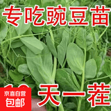 【农家菜园】白长茄子贝贝南瓜番茄重庆香菜天津青麻叶养生荠荠菜 无须豌豆种子正品约50粒1包