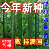 新种上市水果黄瓜种子生吃四季水果种籽蔬菜种子新品种阳台种植 挂满园津研四号黄瓜约250粒5包