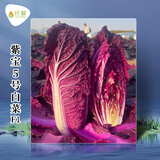 长耕紫宝紫裔紫白菜种子紫色包心大白菜蔬菜种子家庭菜园春秋冬季四季 杂交紫宝5号20粒/高品质良种