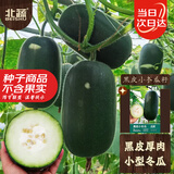 北蔬黑皮冬瓜种子苗四季小冬瓜肉厚好吃蔬菜种籽 黑皮小冬瓜种子20粒