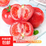 新鲜沙瓤西红柿自然成熟现摘现发番茄下蔬菜生鲜减肥单果75g+ 新鲜山东沙瓤西红柿 3斤 净重