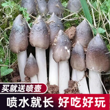 大禹平菇蘑菇种植包家庭食用菌包种子玉米芯菌棒菌菇自家种批发 鸡枞菌蘑菇种植菌包1个约2斤