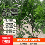 树葡萄苗果树嘉宝果苗正宗沙巴加宝果南北方四季庭院名贵种植盆栽 沙巴1.5米高左右/当年结果丰产 111cm(含)-140cm(含)