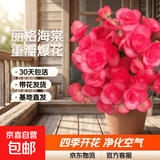 丽格海棠重瓣大花盆栽红玫瑰室内客厅阳台四季开净化空气好养花卉 【开花爆盆】玫红色 丽格海棠带花苞 不含盆