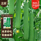 北蔬 肉丝瓜种子苗早熟菜瓜四季阳台蔬菜种籽 潍嫩5号肉丝瓜种子20粒