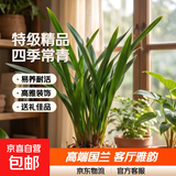 特级浓香型企黑兰花国兰客厅四季好养盆栽绿植物国花高端送礼物 高度40cm冠幅15cm特级精品兰花 3苗裸根发货