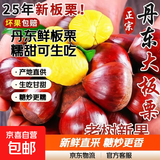 京喜加丹东新鲜板栗糖炒栗子原料糯甜板栗可生吃新鲜蔬菜生鲜 丹东鲜板栗 1斤