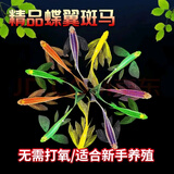 云峰海瑞热带鱼 观赏鱼 观赏鱼小型 斑马鱼 活体 热带鱼活体 小型鱼 活鱼 大号蝶翼斑马颜色随机 4条（3送1备损）3-4cm