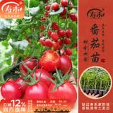 寿禾 各种蔬菜苗活苗带土发货大全菜苗夏秋秧苗山东寿光苗种子阳台 粉圣女果苗 6棵