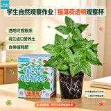 IAM City Farmer猫薄荷儿童种植小盆栽春天种植学生幼儿园趣味diy植物观察杯10035