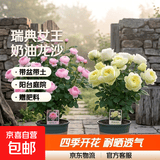 瑞典女王月季夏季耐晒灌木月季带花苞四季开花玫瑰大苗阳台庭院 瑞典女王+奶油龙沙两颗原盆原土发货小苗