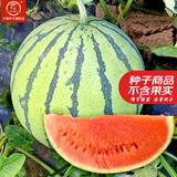 大禹懒汉西瓜种子苗特大适合南方早熟懒人8424麒麟瓜美都无籽水果蔬菜 冰糖麒麟瓜西瓜种子30粒