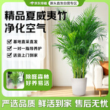 京东绿植散尾葵大型绿植客厅办公室内落地四季常青净化空气凤尾竹源头直发