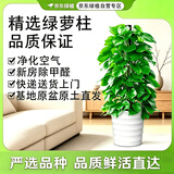 京东绿植大叶绿萝柱盆栽大型绿植办公室绿箩除甲醛净化空气螺纹盆源头直发